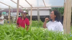 Wabup Tanimbar