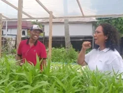 Lahan Tidur Disulap Jadi Sumber Penghasilan, Wabup Tanimbar Turun Langsung Apresiasi 11 Lahan Tidur Disulap Jadi Sumber Penghasilan, Wabup Tanimbar Turun Langsung Apresiasi